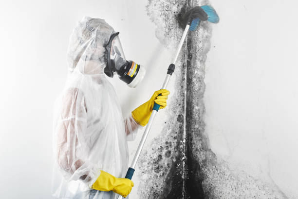 Trusted Shadeland, IN Mold Removal Experts