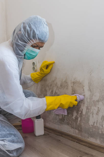 Best Industrial Mold Remediation  in Shadeland, IN